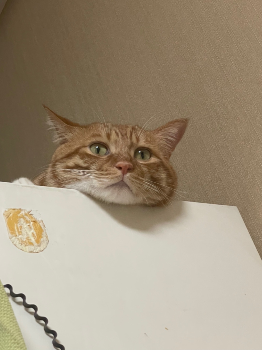 小猫咪能有什么烦恼呢