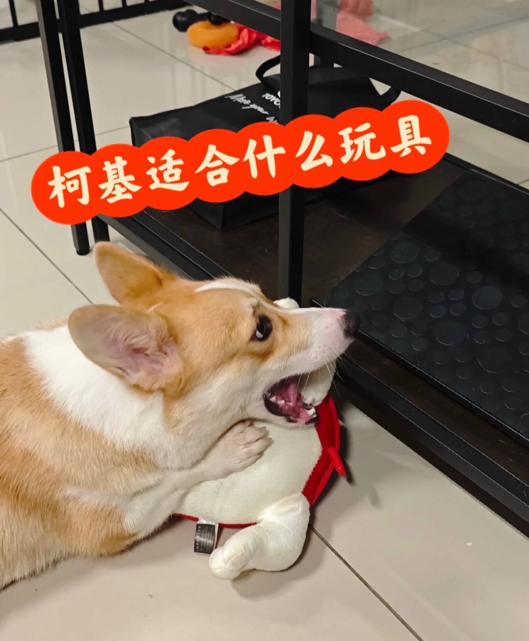 柯基适合什么玩具？ 测评/测评