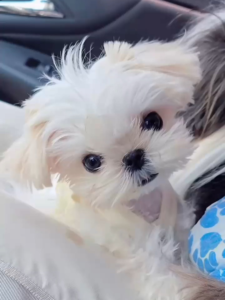 姨姨们，我这样可爱吗？我妈说我萌到犯规啦😆