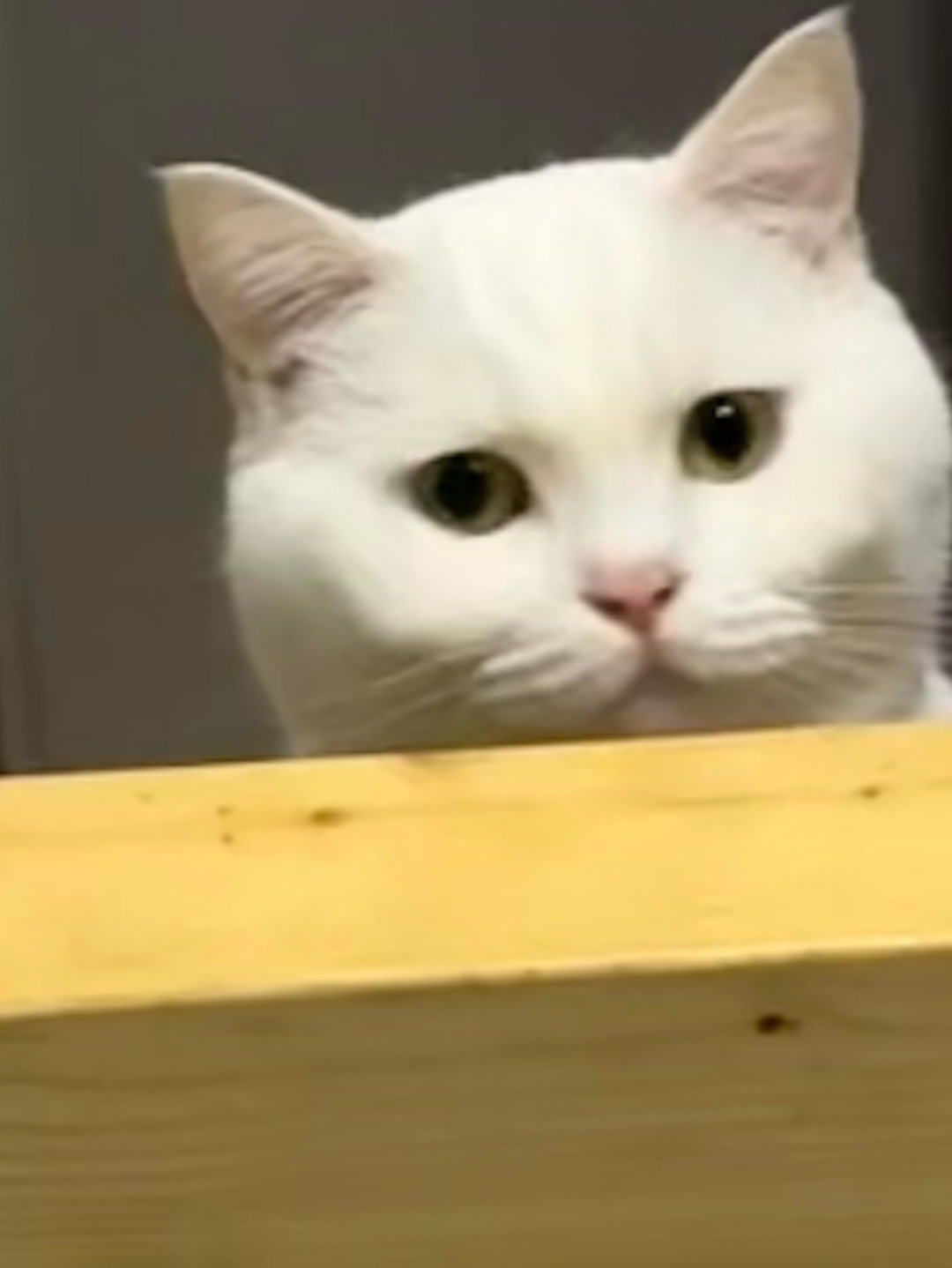 👀✨