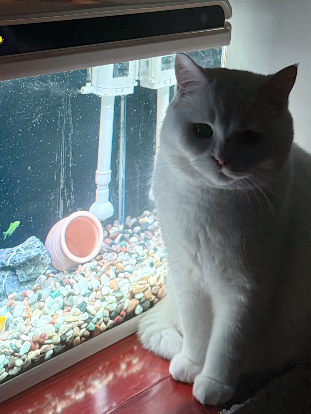 怎么又买鱼了🐟
