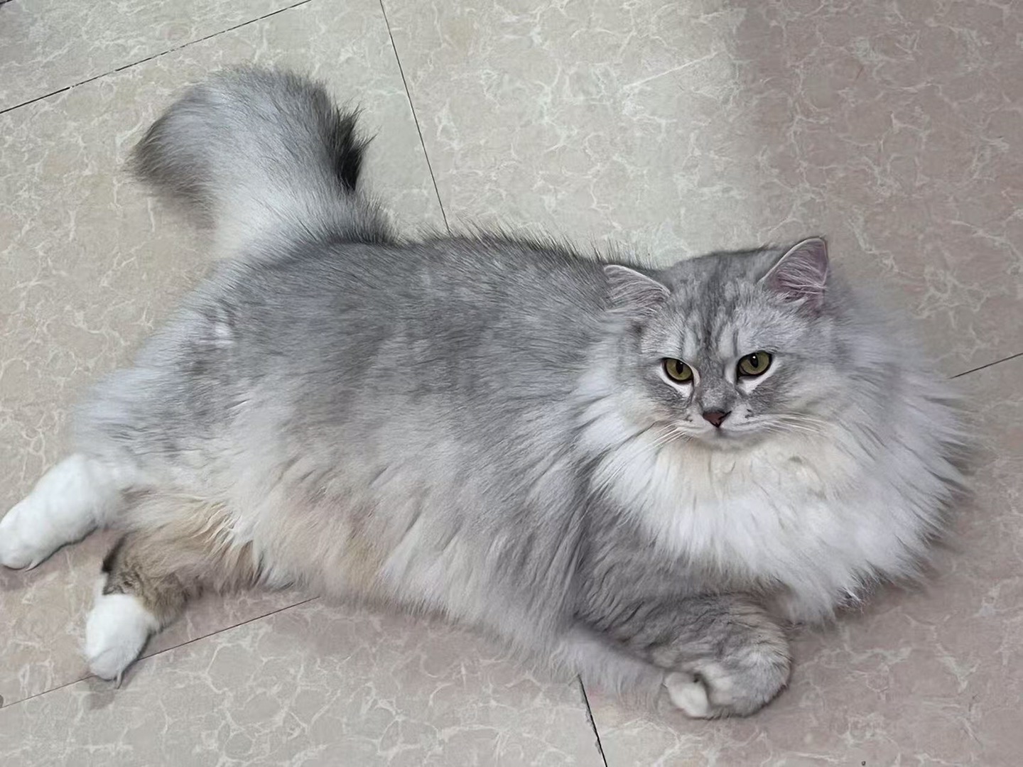 撒娇小猫谁不爱呀！ 好喜欢好喜欢我的饼！❤️