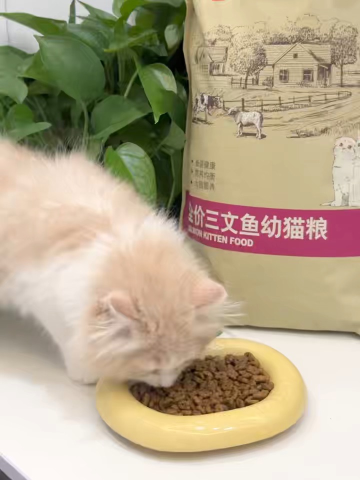 吃点猫粮吧