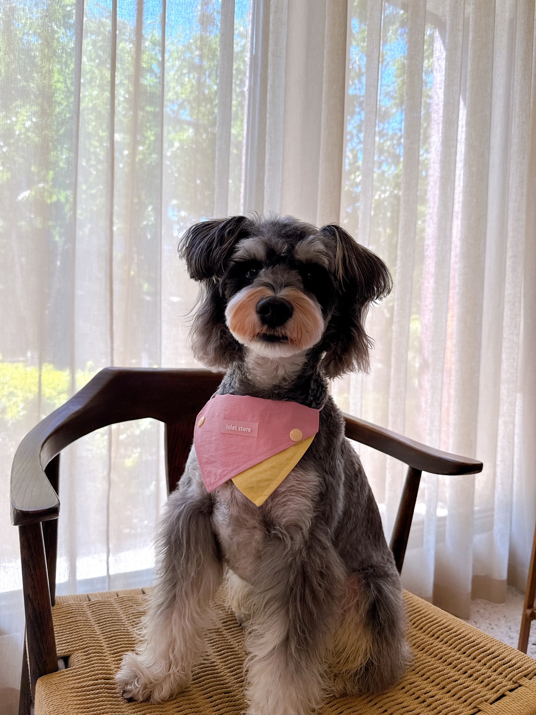 戴上变身甜妹小狗🐕