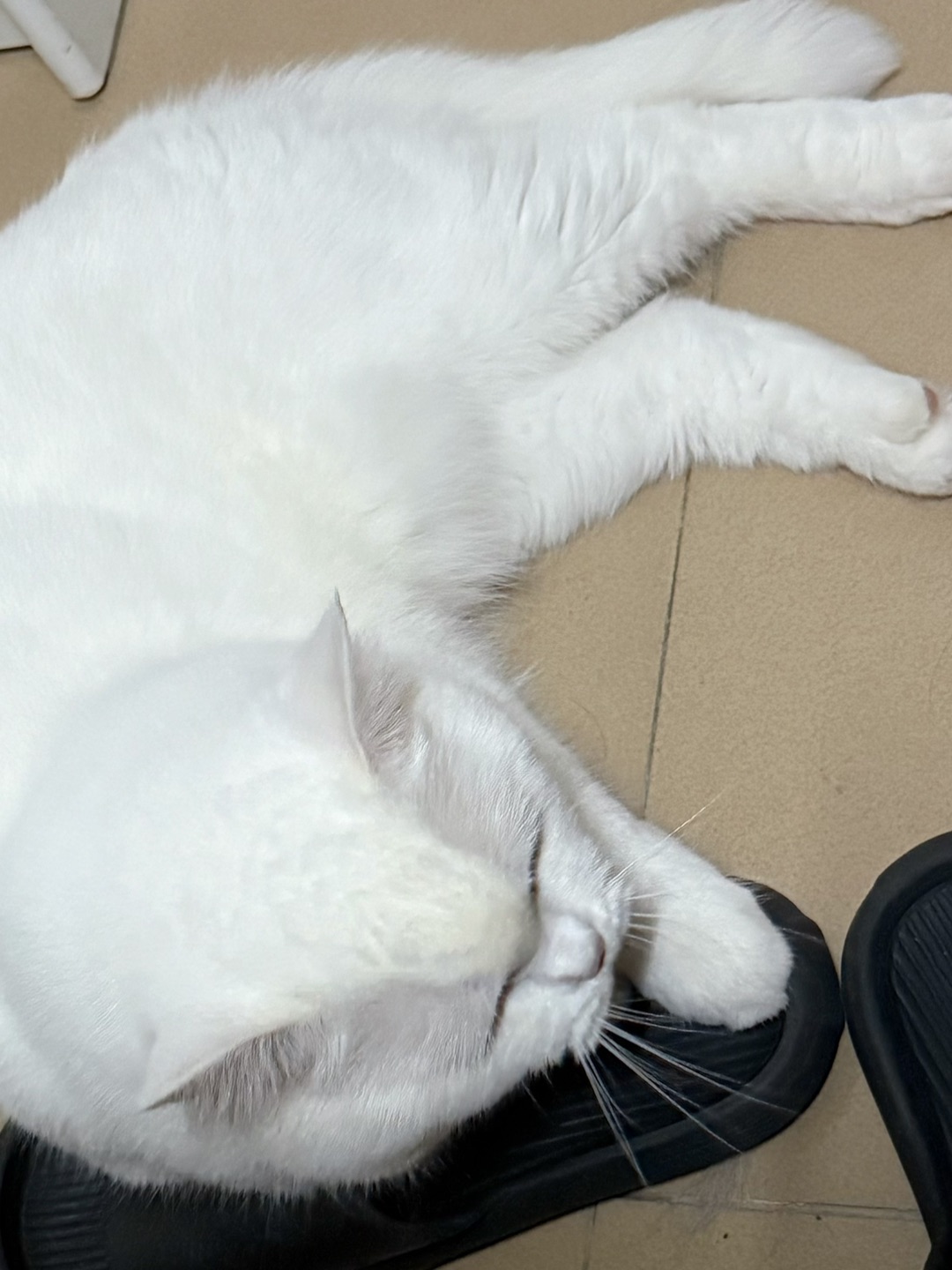 宝宝你是只可爱的小猪猪🐽