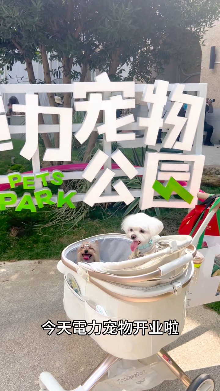 上海独栋洋楼竟然开了宠物店