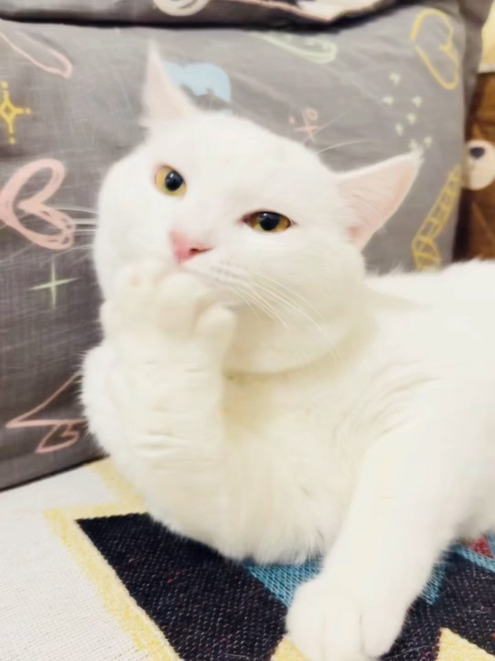 我的小猫长大啦！🐱