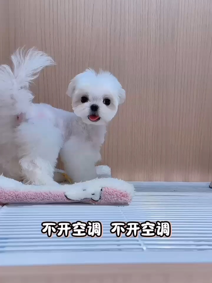 人 请为小狗开空调