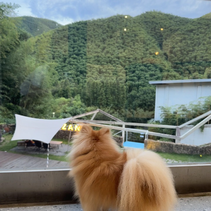 小抖也会有心事吗