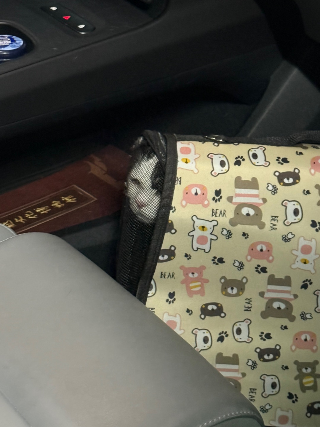 当我们都下车 于是猫咪..