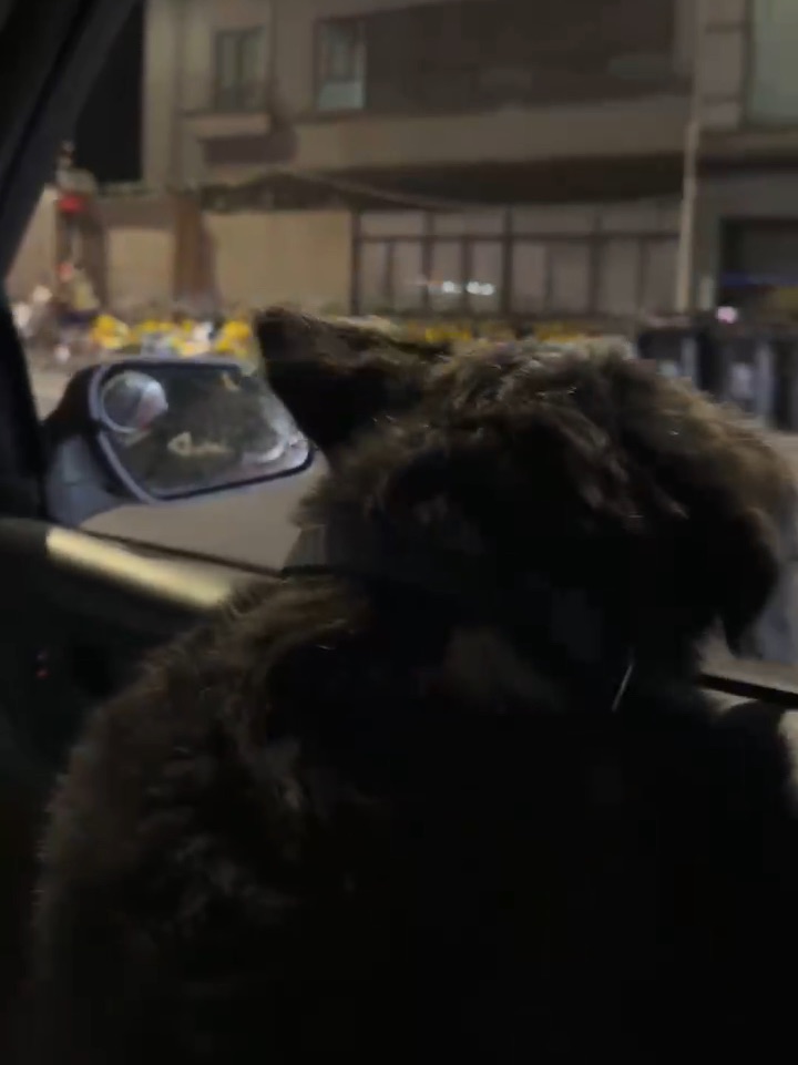 小狗狗最喜欢的事情之一
