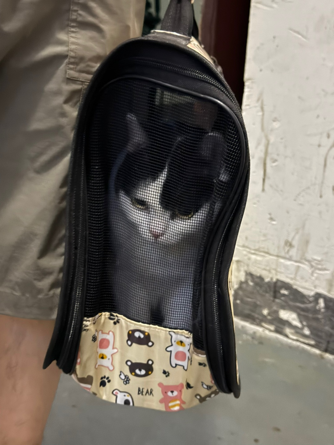 才知道原来猫咪在猫包…