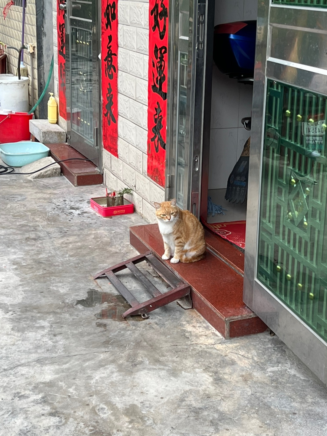 肥猫又出没