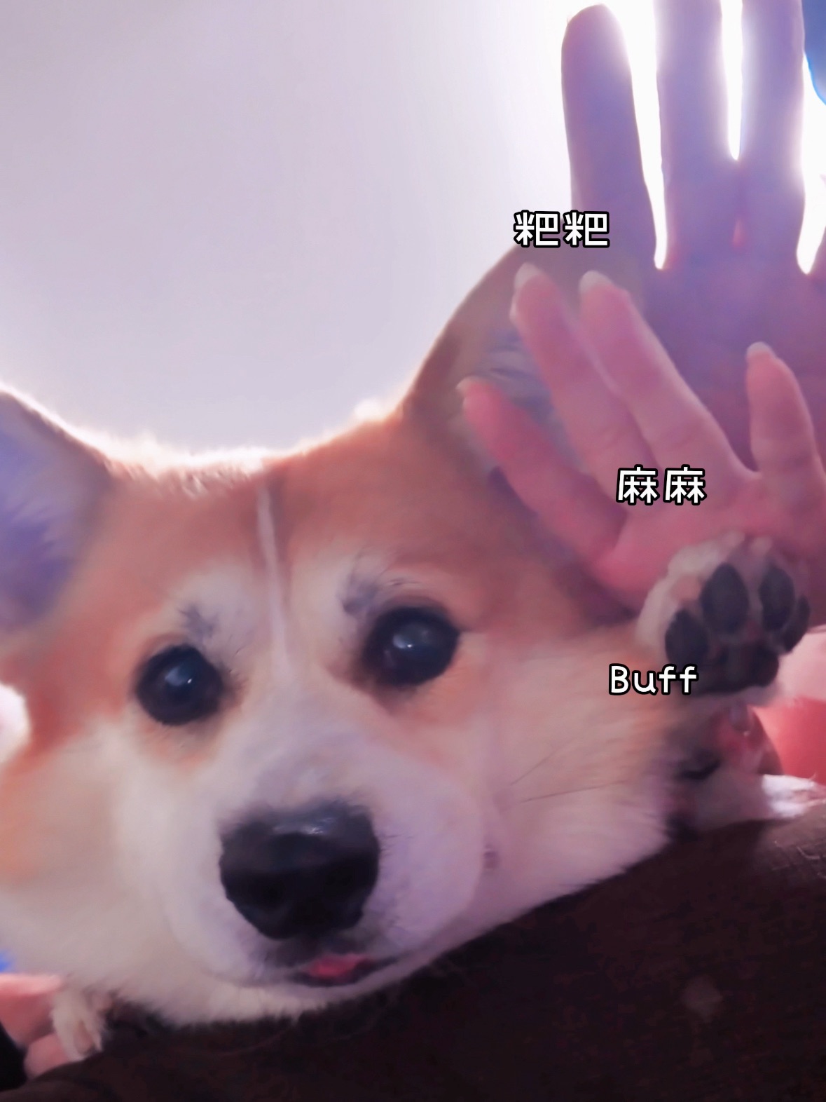 小狗永远爱爸爸妈妈❤️