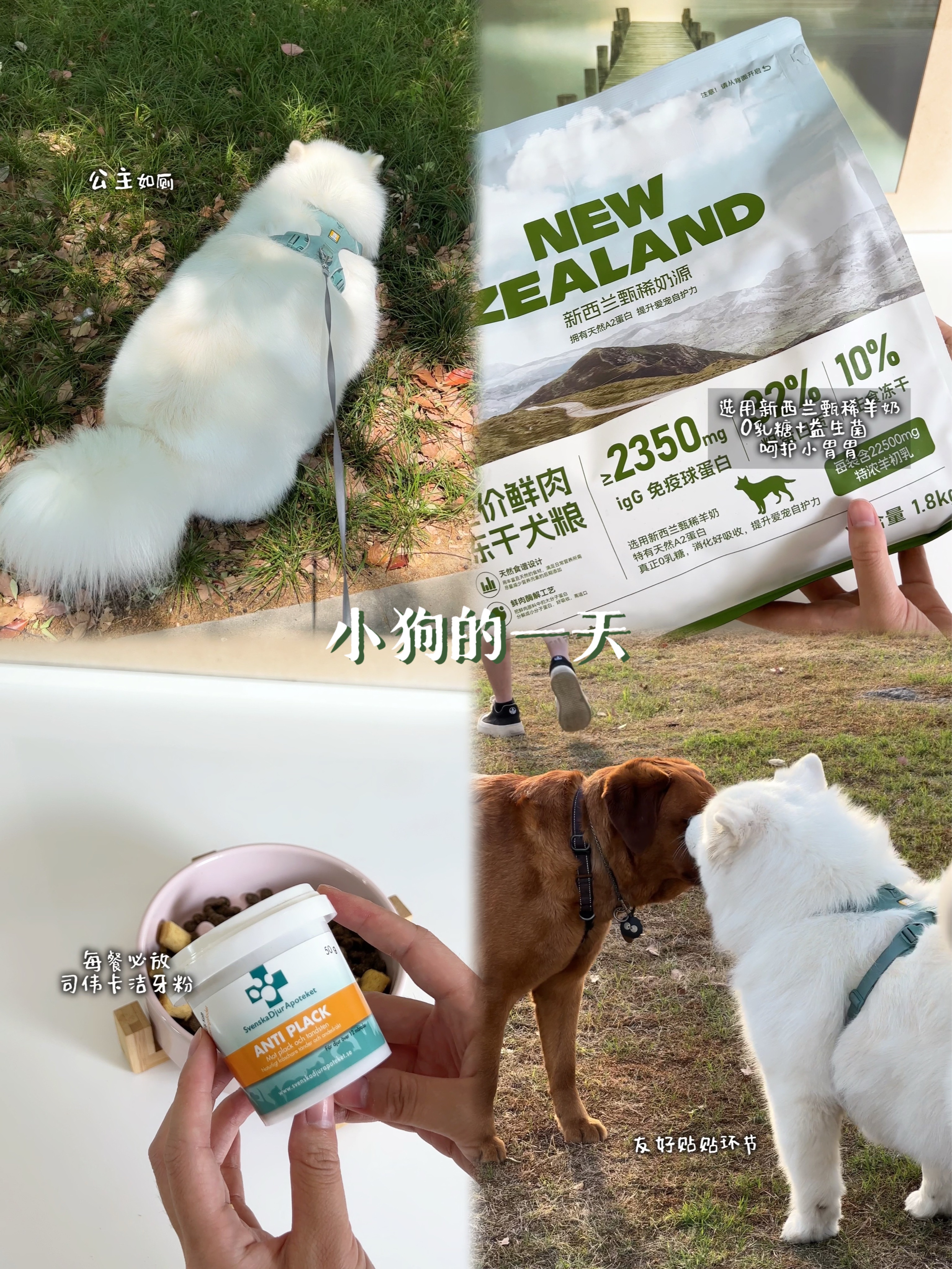 小狗的一天