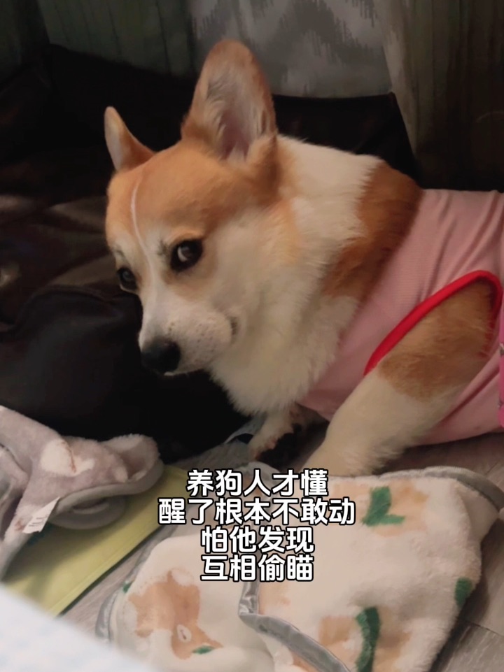 养狗人应该都懂～醒了根本不敢动