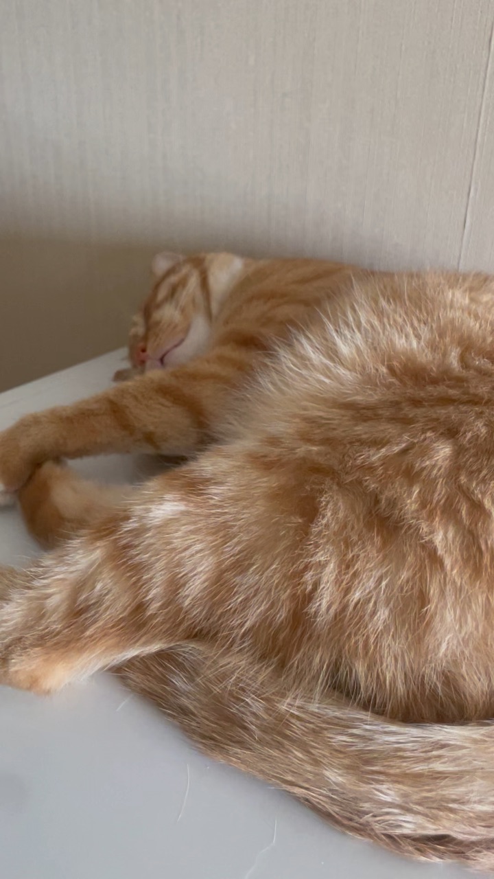 猫装睡应该怎么办？
