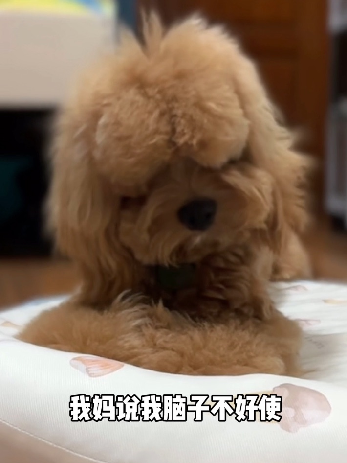 Cuca's Daily 骚瑞！玩具狗出厂忘记装眼睛了…
