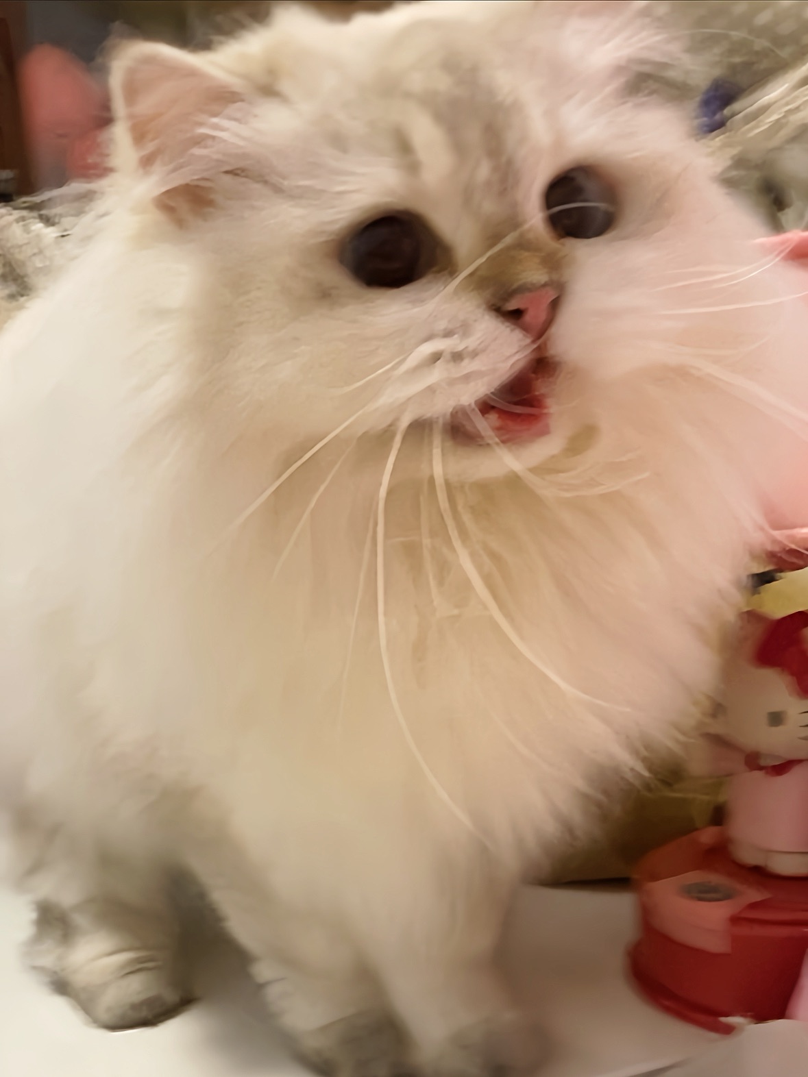 哪来的拦路小猫？
