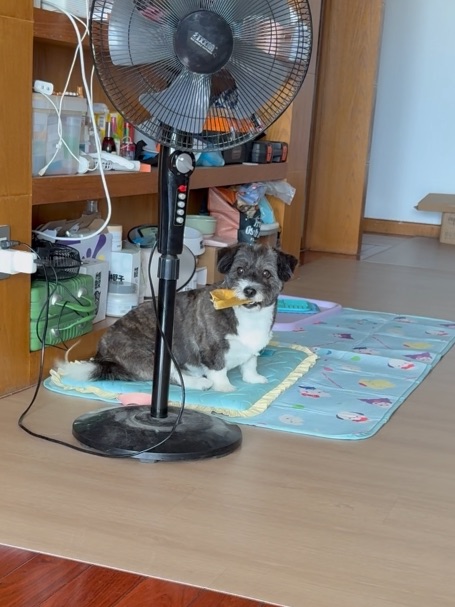 当小狗听到讨厌人的声音时