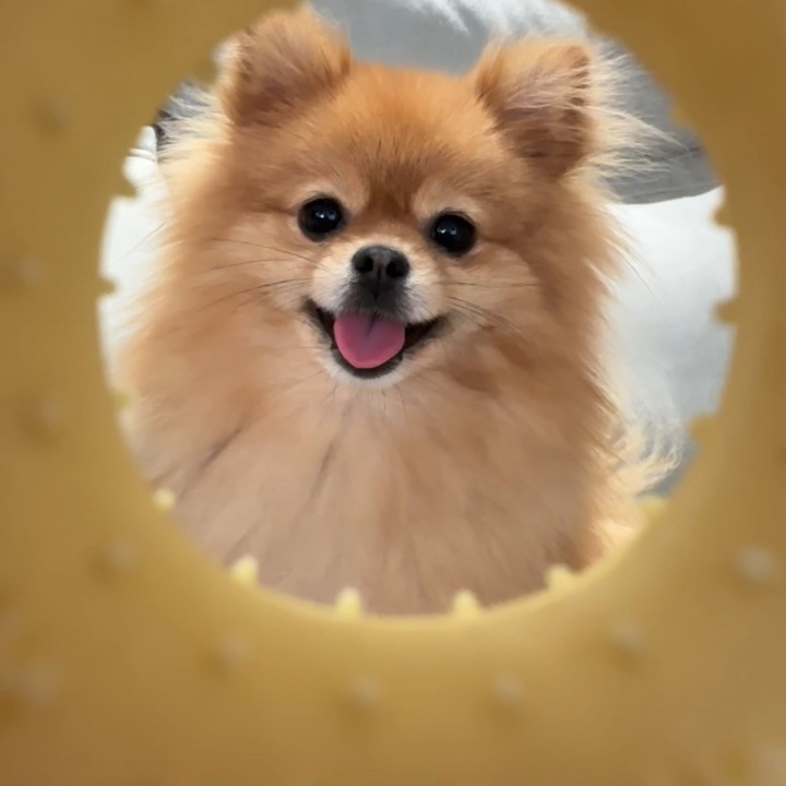 小狗法修散打！恶犬版