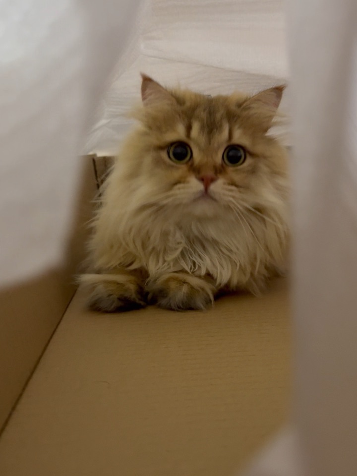 猜猜我在哪里