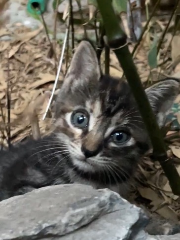 在观音的紫竹林里发现一窝小猫