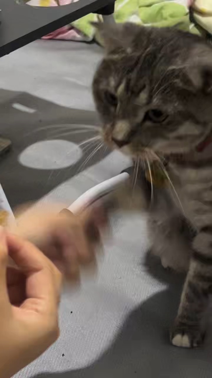 7.4 今天也是聪明小猫