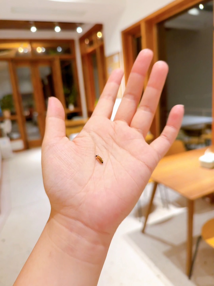 偶遇一只小萤火虫✌︎˶╹ꇴ╹˶✌︎