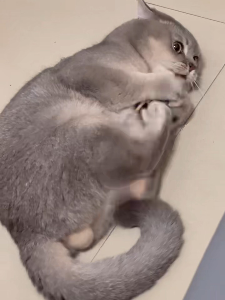 小猫咪又上头啦！