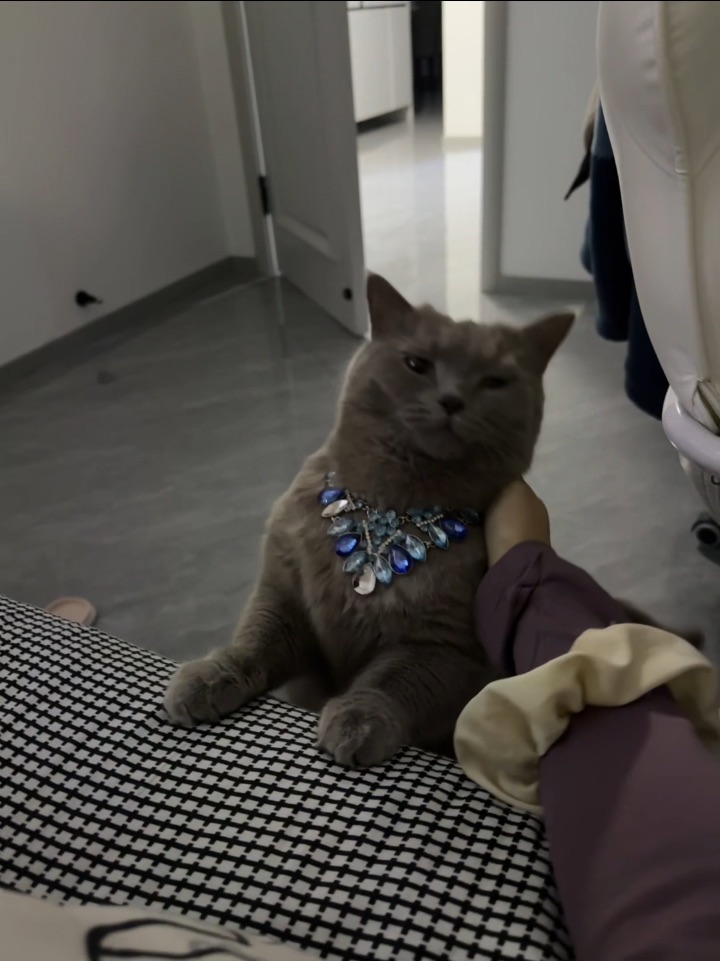 “有什么好反驳的  蓝猫就是又丑又蠢脾气又差啊”