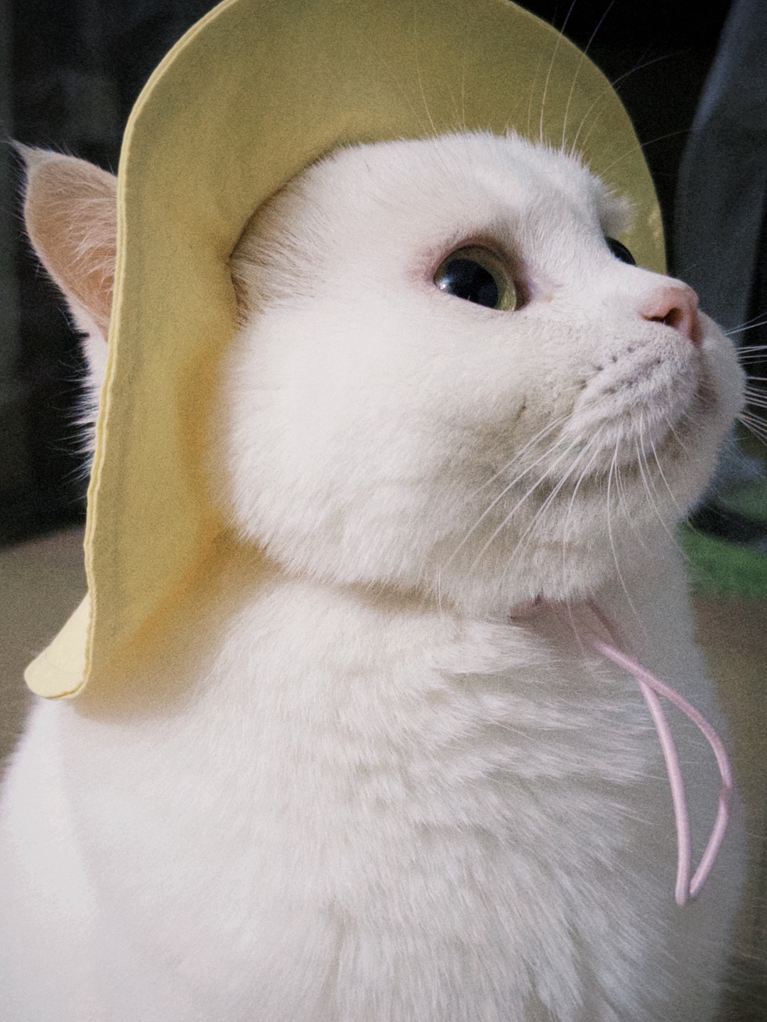 🧁*•.｡ꕤ˚₊｡*˚