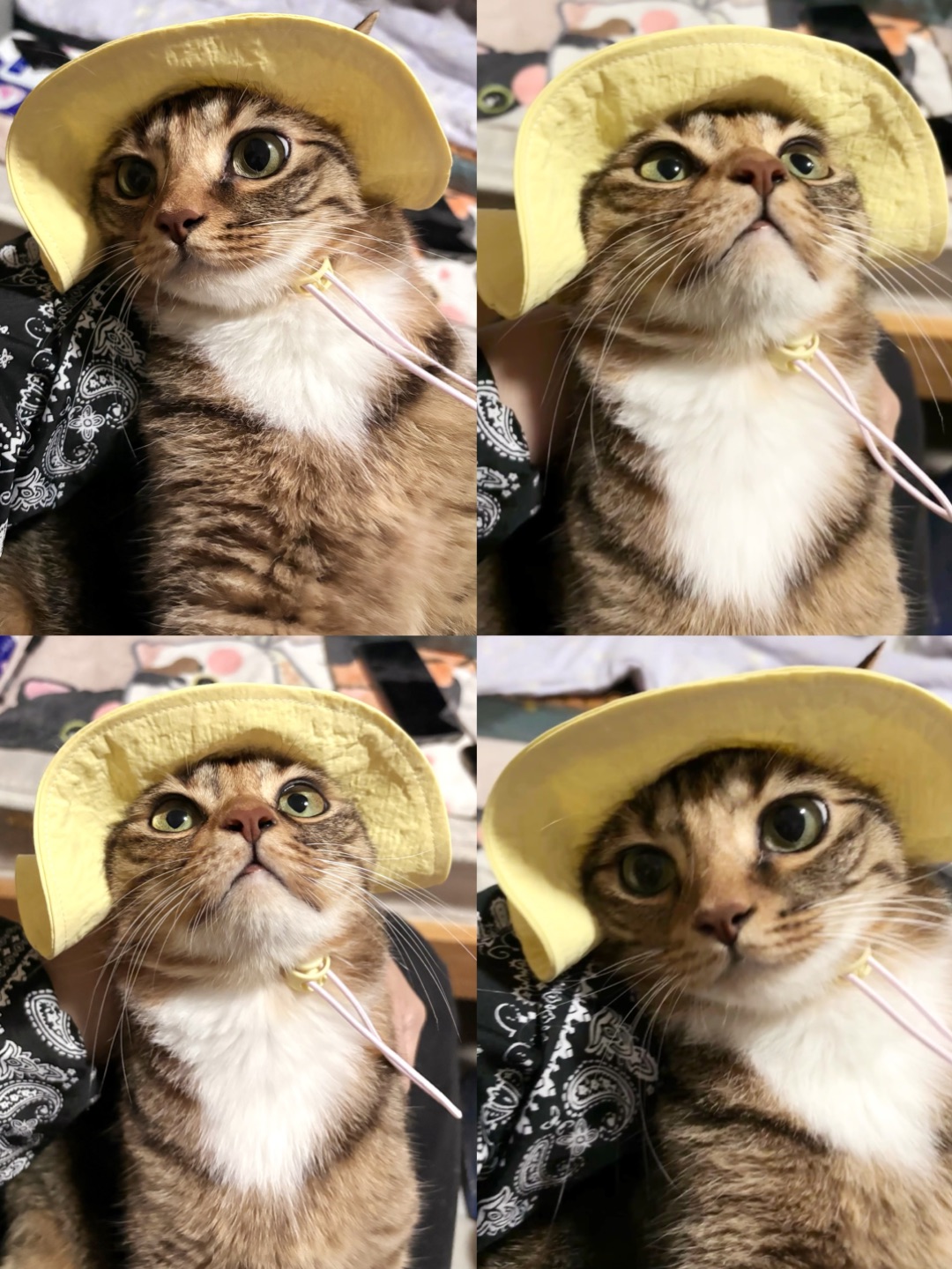 小梨花与小黄帽的适配度～