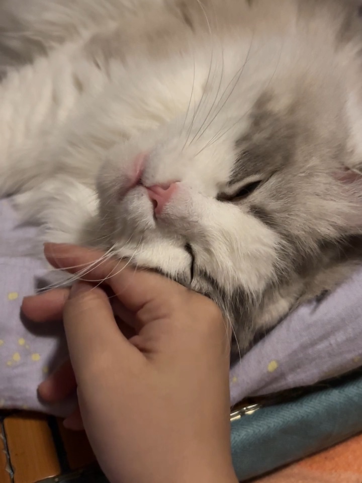 猫猫大王4