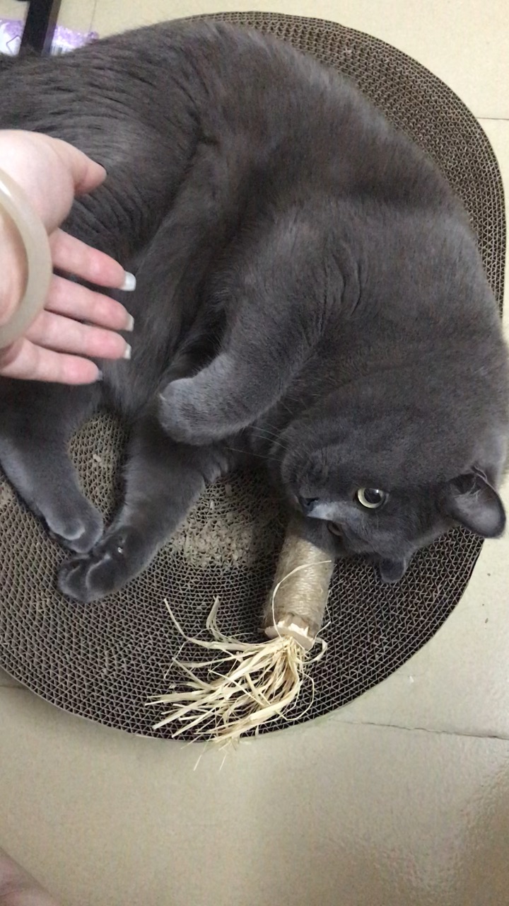 掏小猫咪的赘肉玩😄