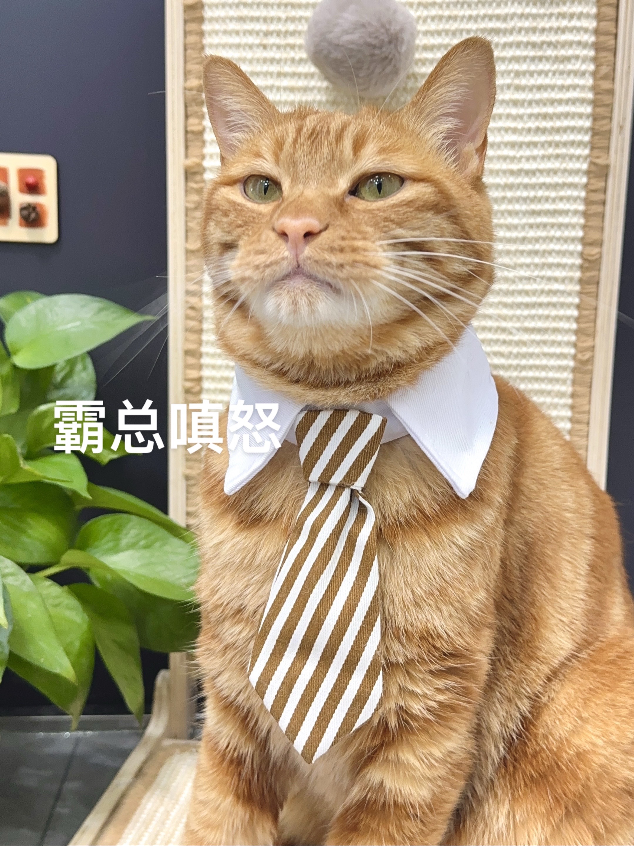 社会没有参天树  我叫丑丑你记住