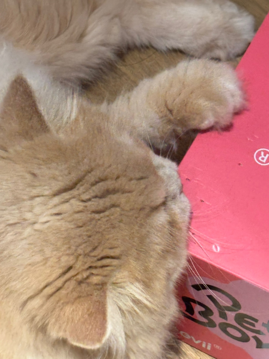 猫猫订书机开始工作