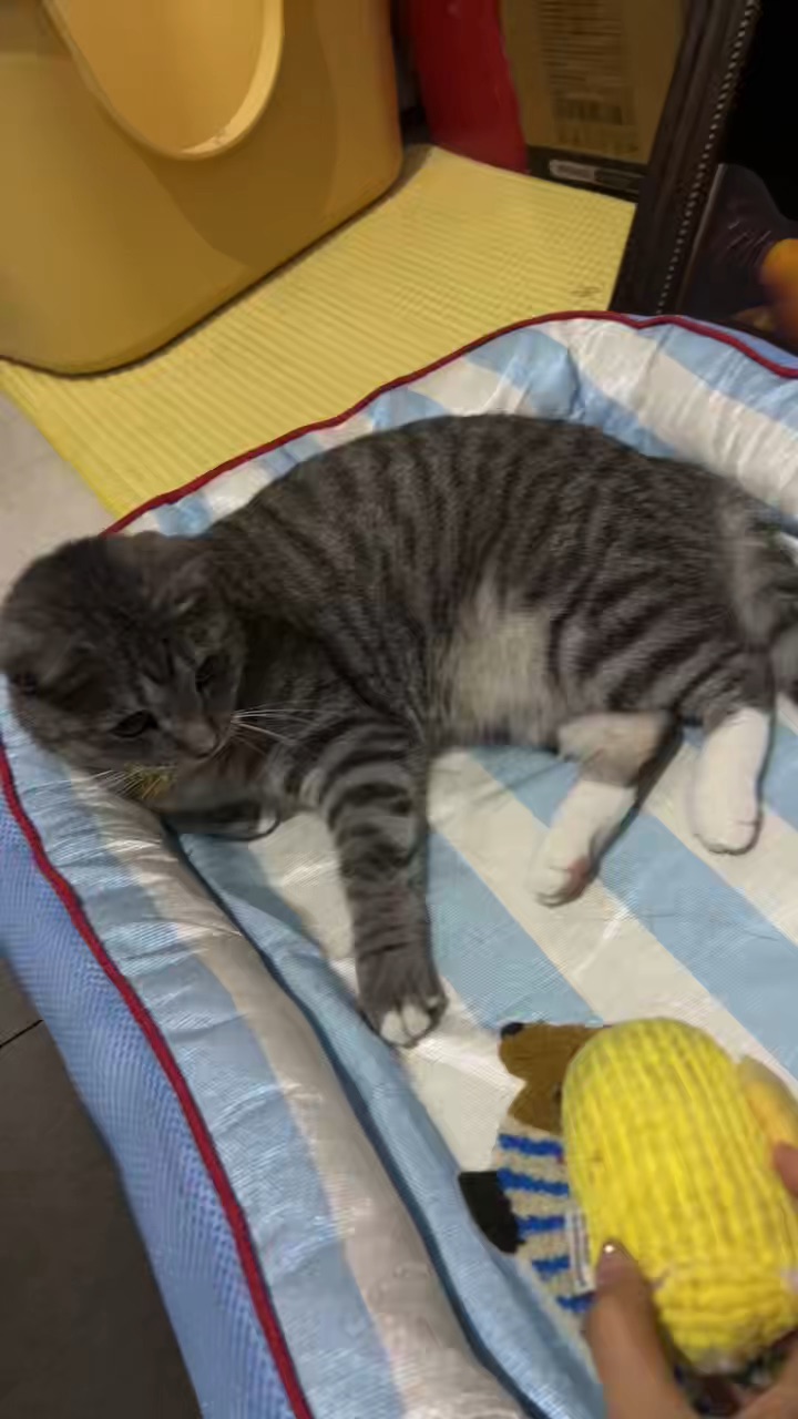 7.6 我家小猫会后空翻 假的