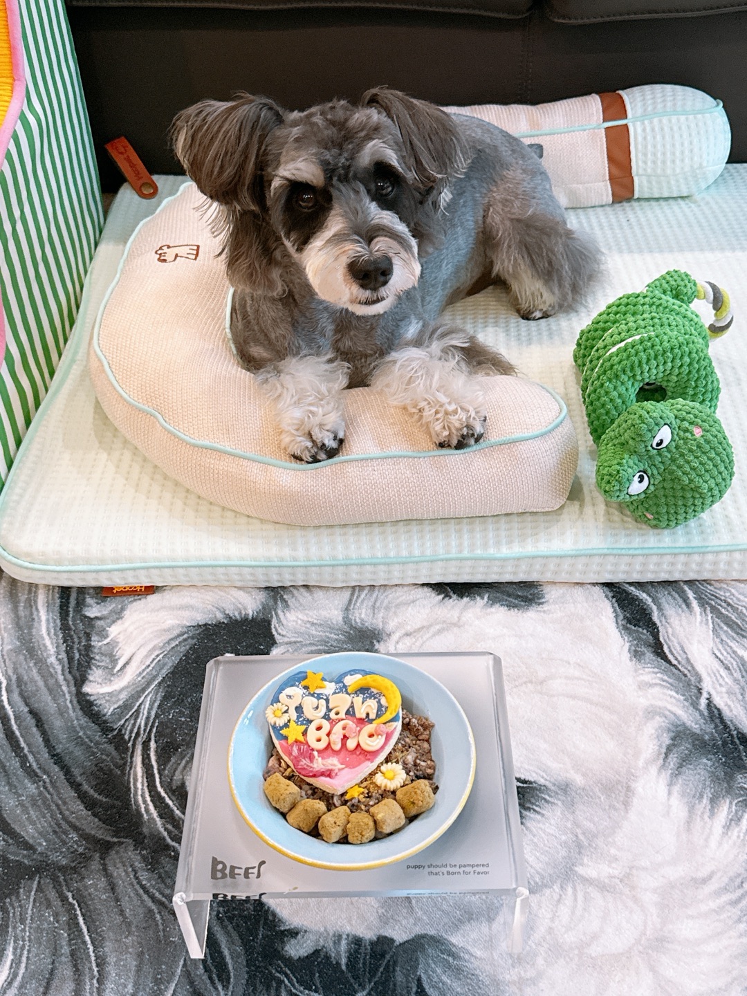 小狗每天都想吃漂亮饭