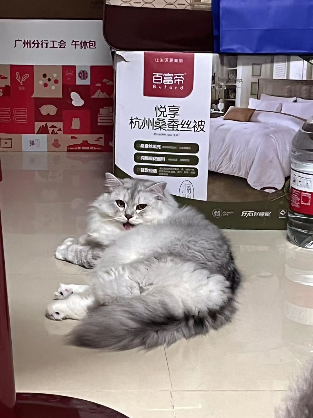小猫🥵到吐舌头