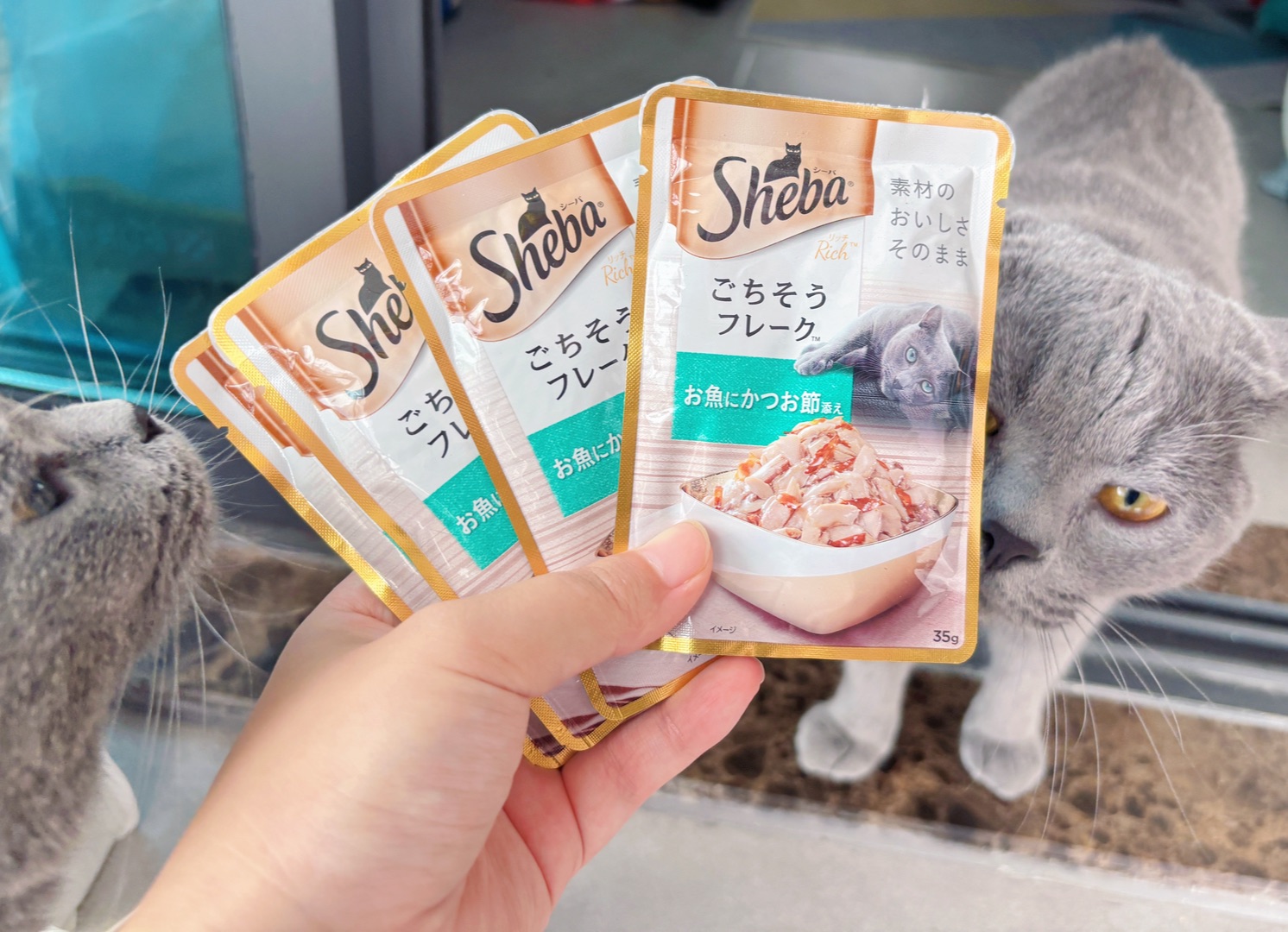 猫咪宠物零食分享