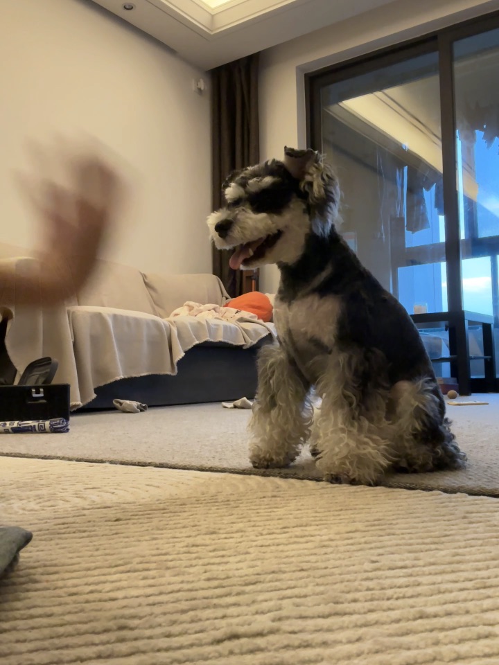 和小狗的碎碎念