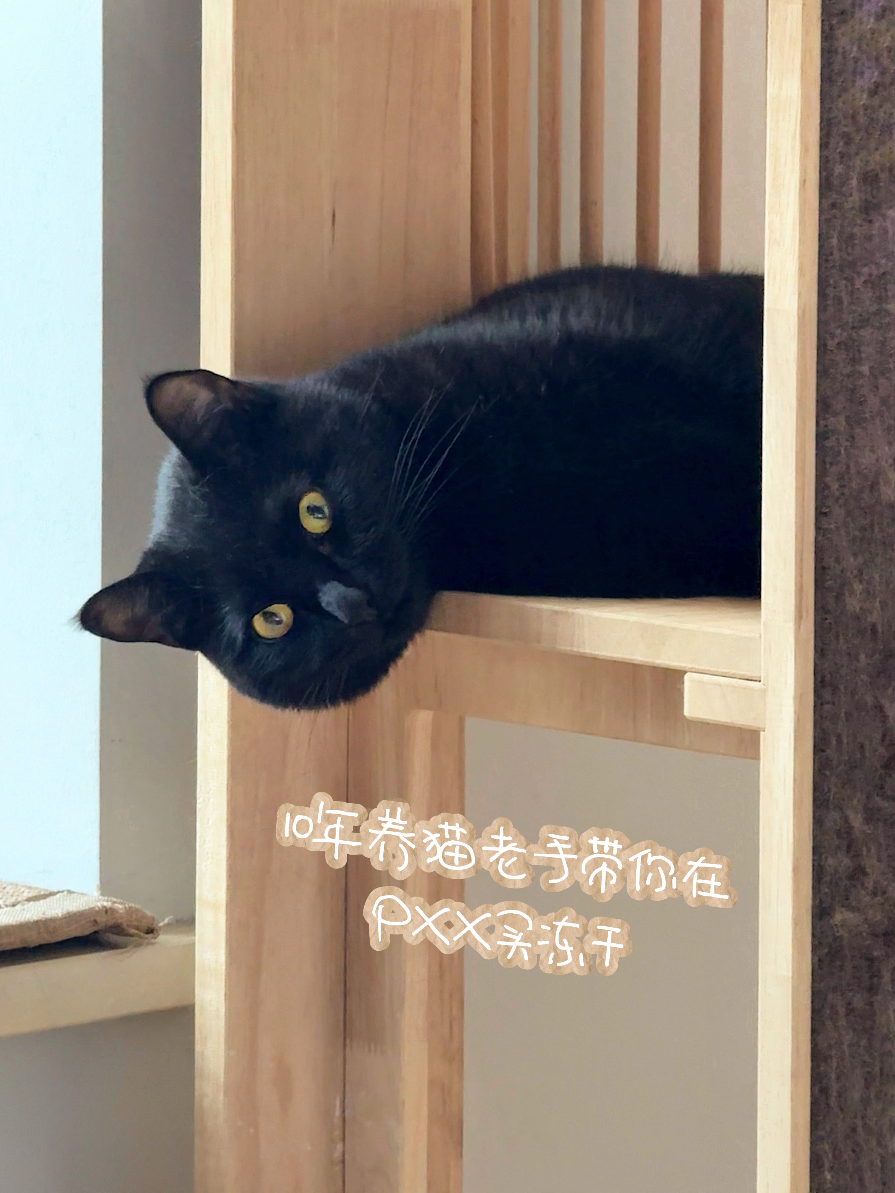 🛒 𝑉𝑙𝑜𝑔｜跟着10年养猫人薅PDD羊毛