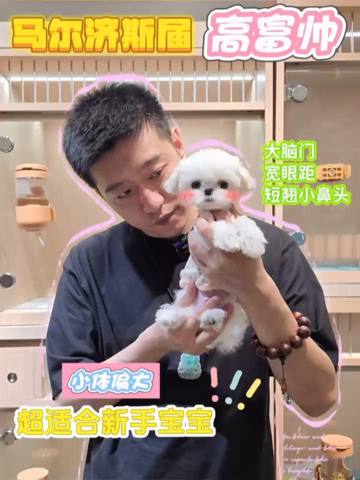 这个夏天🌴，你的专属男神小狗已上线