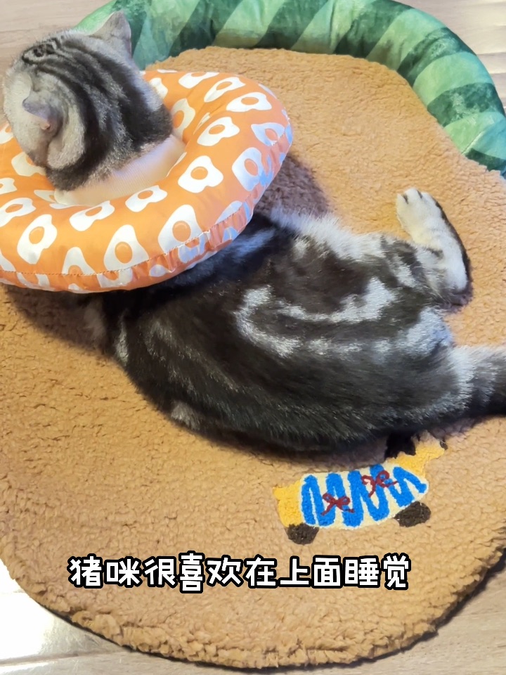 puppy baby 来咯
