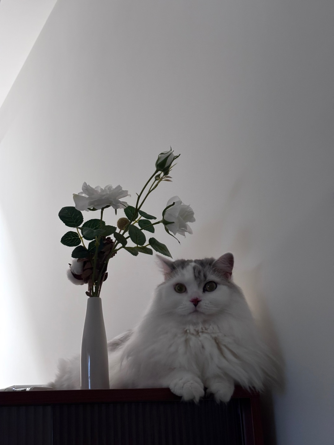 我家的猪儿虫真的超乖耶 有镜头感这方面 应该是“遗传”了我 哈哈哈哈哈哈哈哈