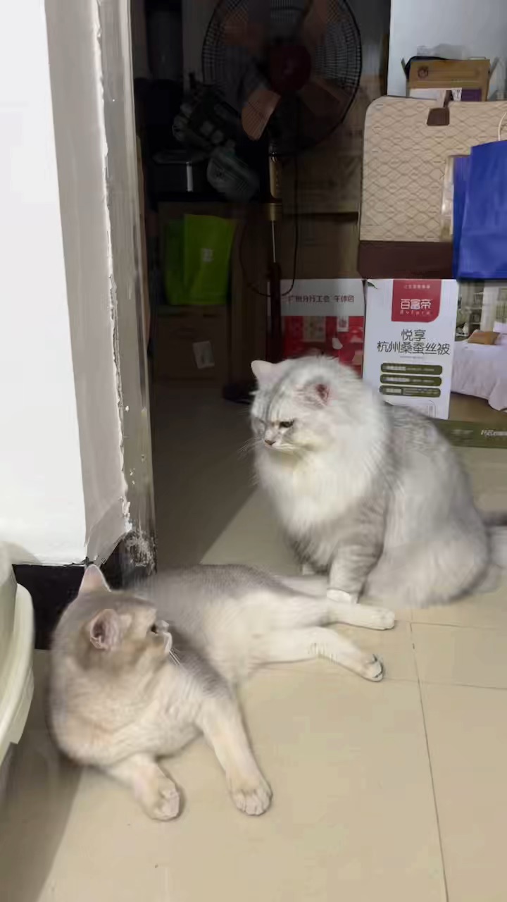 打打闹闹中…