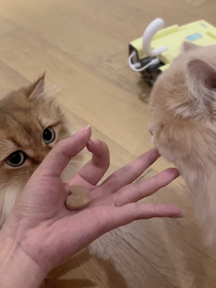 没有聪明毛的小猫能吃到冻干吗