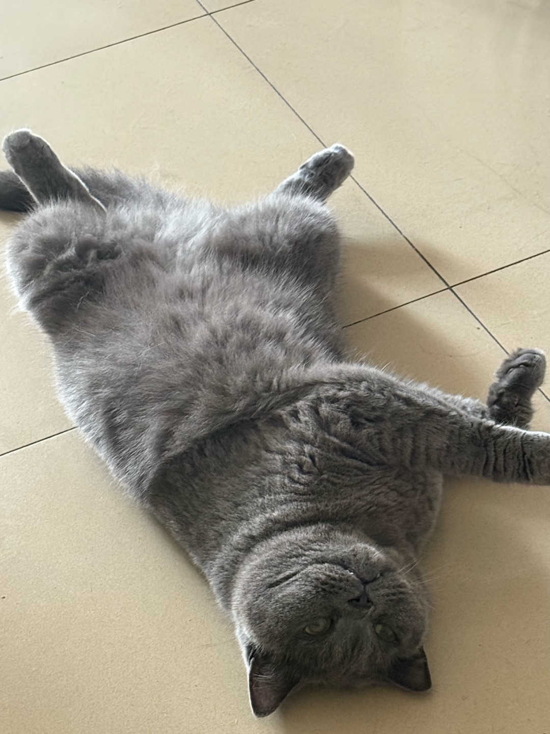 皮皮最近੧ᐛ੭