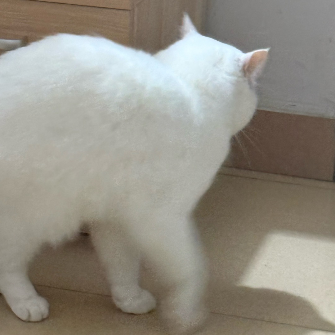 元宝闪现🫨